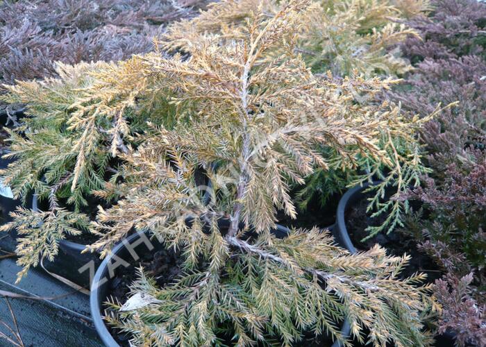 Jalovec prostřední 'King of Spring' - Juniperus media 'King of Spring'