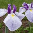 Kosatec mečovitý 'Fortune' - Iris ensata 'Fortune'