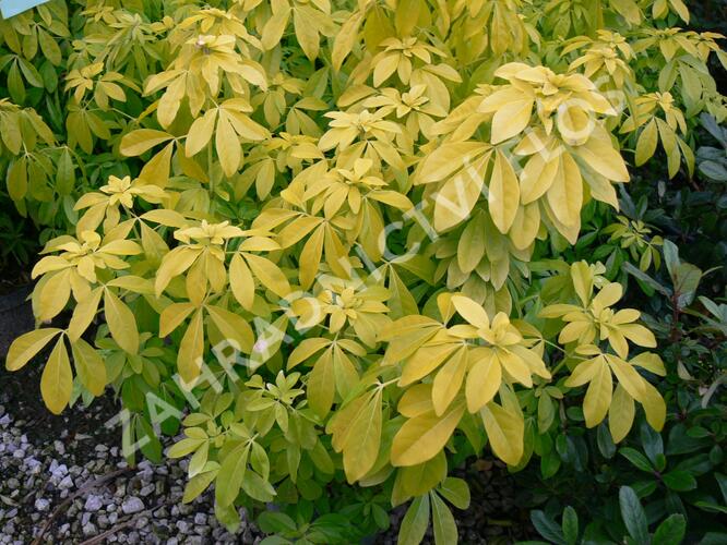 Choísie, mexický pomerančovník 'Goldfingers' - Choisya 'Goldfingers'