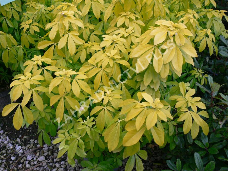 Choísie, mexický pomerančovník 'Goldfingers' - Choisya 'Goldfingers'