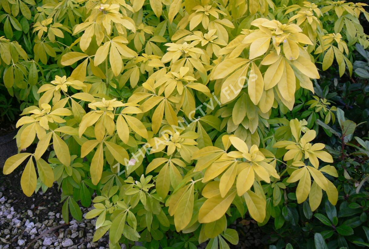 Choísie, mexický pomerančovník 'Goldfingers' - Choisya 'Goldfingers'