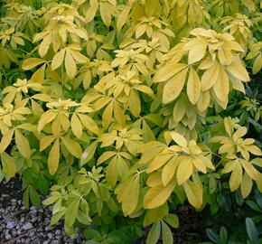 Choísie, mexický pomerančovník 'Goldfingers' - Choisya 'Goldfingers'