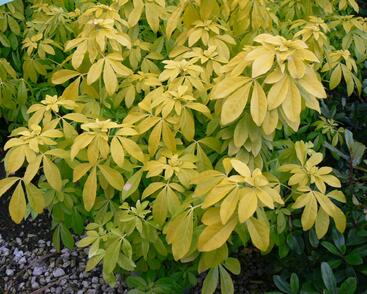 Choísie, mexický pomerančovník 'Goldfingers'