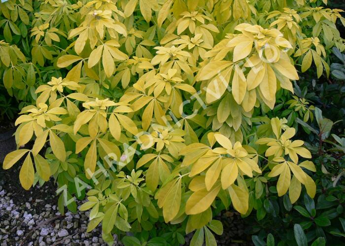 Choísie, mexický pomerančovník 'Goldfingers' - Choisya 'Goldfingers'