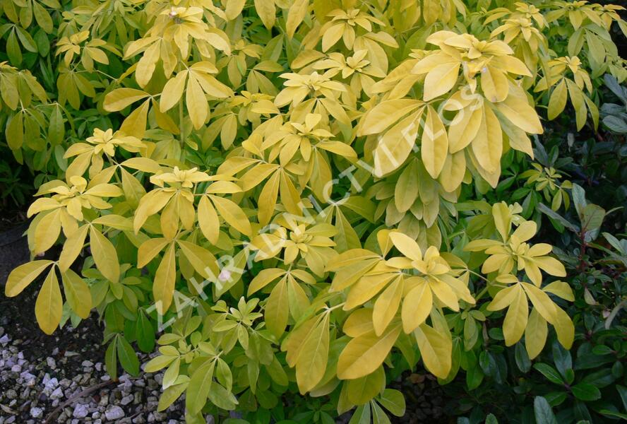 Choísie, mexický pomerančovník 'Goldfingers' - Choisya 'Goldfingers'