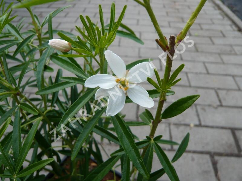 Choísie, mexický pomerančovník 'Aztec Pearl' - Choisya 'Aztec Pearl'