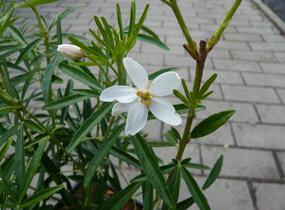 Choísie, mexický pomerančovník 'Aztec Pearl' - Choisya 'Aztec Pearl'