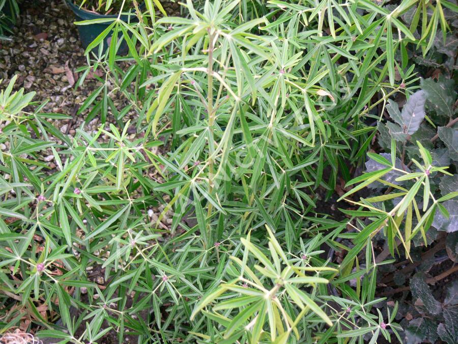 Choísie, mexický pomerančovník 'Aztec Pearl' - Choisya 'Aztec Pearl'