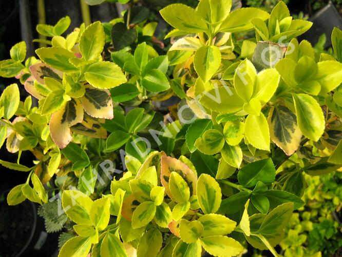 Brslen Fortuneův 'Markie' - Euonymus fortunei 'Markie'