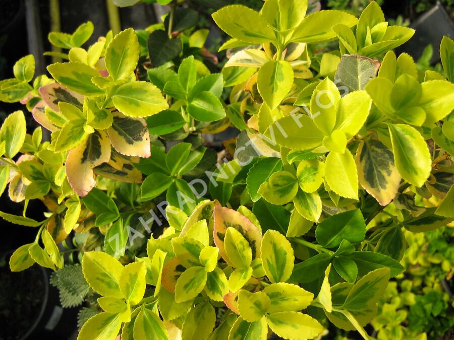 Brslen Fortuneův 'Markie' - Euonymus fortunei 'Markie'