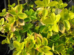 Brslen Fortuneův 'Markie' - Euonymus fortunei 'Markie'