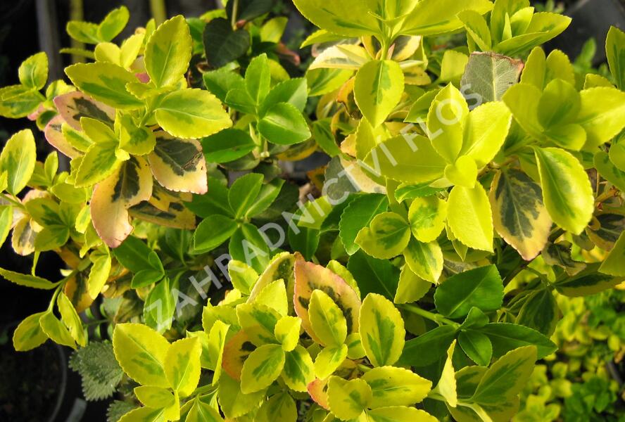 Brslen Fortuneův 'Markie' - Euonymus fortunei 'Markie'