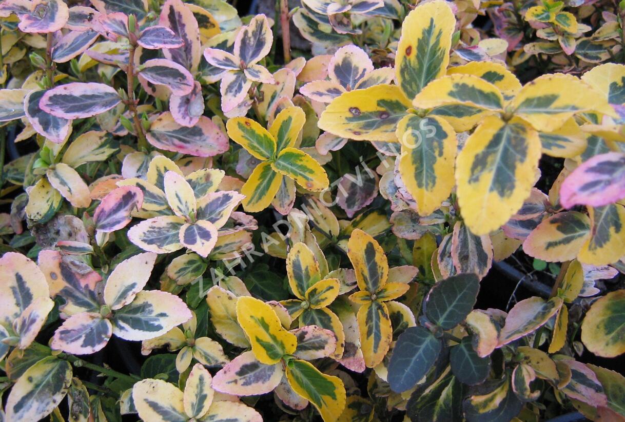 Brslen Fortuneův 'Markie' - Euonymus fortunei 'Markie'