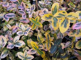 Brslen Fortuneův 'Markie' - Euonymus fortunei 'Markie'