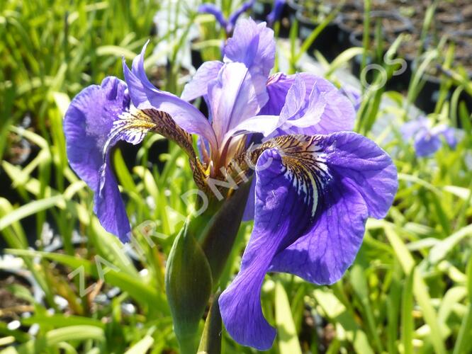Kosatec (hookeri) - Iris setosa (hookeri)