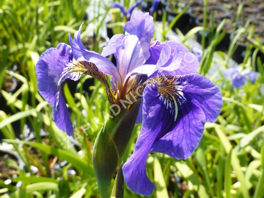Kosatec (hookeri) - Iris setosa (hookeri)