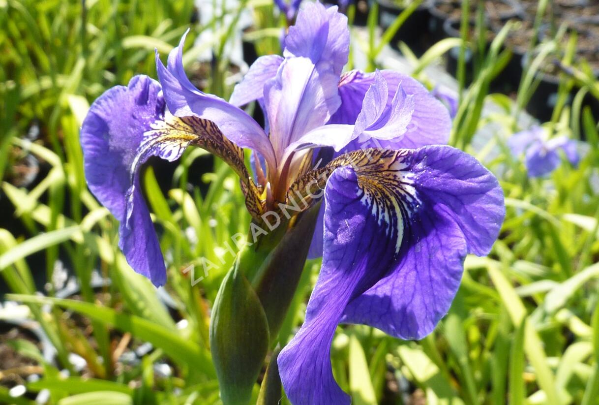 Kosatec (hookeri) - Iris setosa (hookeri)