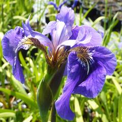 Kosatec (hookeri) - Iris setosa (hookeri)