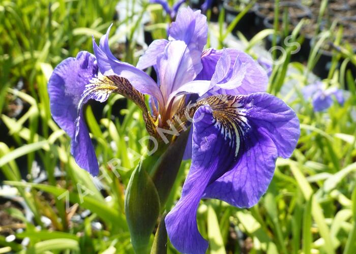 Kosatec (hookeri) - Iris setosa (hookeri)