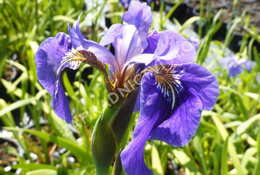 Kosatec (hookeri) - Iris setosa (hookeri)