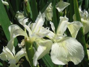 Kosatec žlutý 'Creme de la Creme' - Iris pseudacorus 'Creme de la Creme'