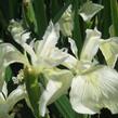 Kosatec žlutý 'Creme de la Creme' - Iris pseudacorus 'Creme de la Creme'