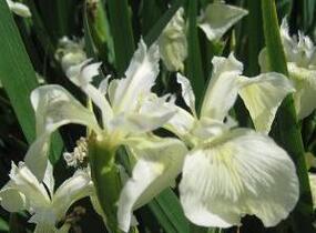 Kosatec žlutý 'Creme de la Creme' - Iris pseudacorus 'Creme de la Creme'