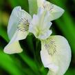 Kosatec žlutý 'Creme de la Creme' - Iris pseudacorus 'Creme de la Creme'