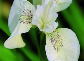 Kosatec žlutý 'Creme de la Creme' - Iris pseudacorus 'Creme de la Creme'