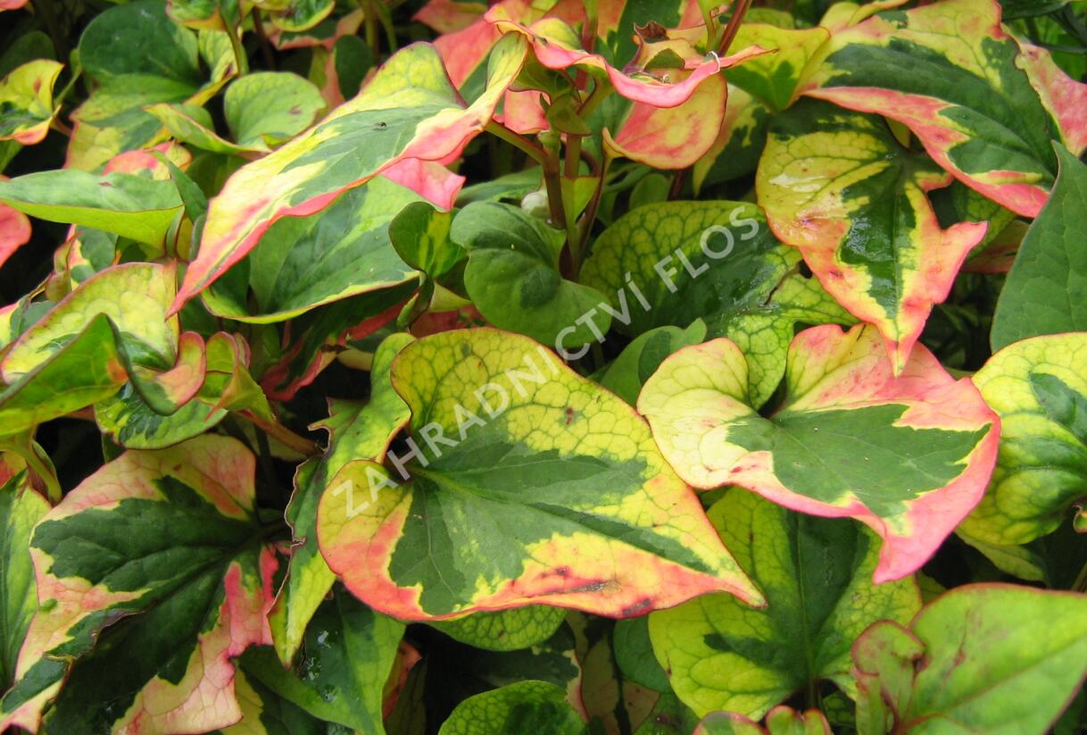 Touleň srdčitá 'Joker's Gold' - Houttuynia cordata 'Joker's Gold'