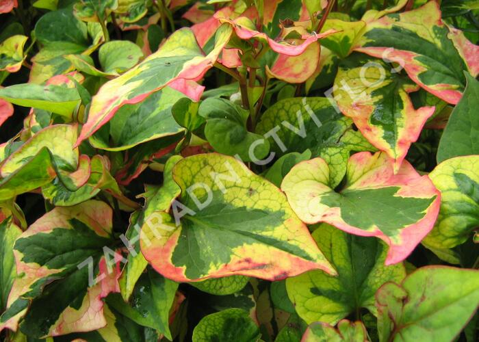 Touleň srdčitá 'Joker's Gold' - Houttuynia cordata 'Joker's Gold'