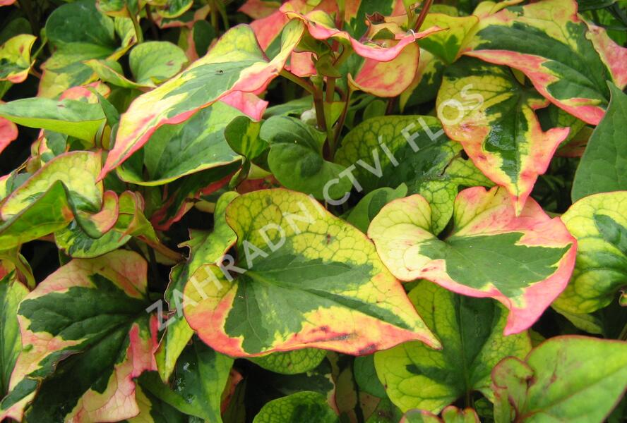 Touleň srdčitá 'Joker's Gold' - Houttuynia cordata 'Joker's Gold'