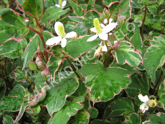 Touleň srdčitá 'Fantasy' - Houttuynia cordata 'Fantasy'