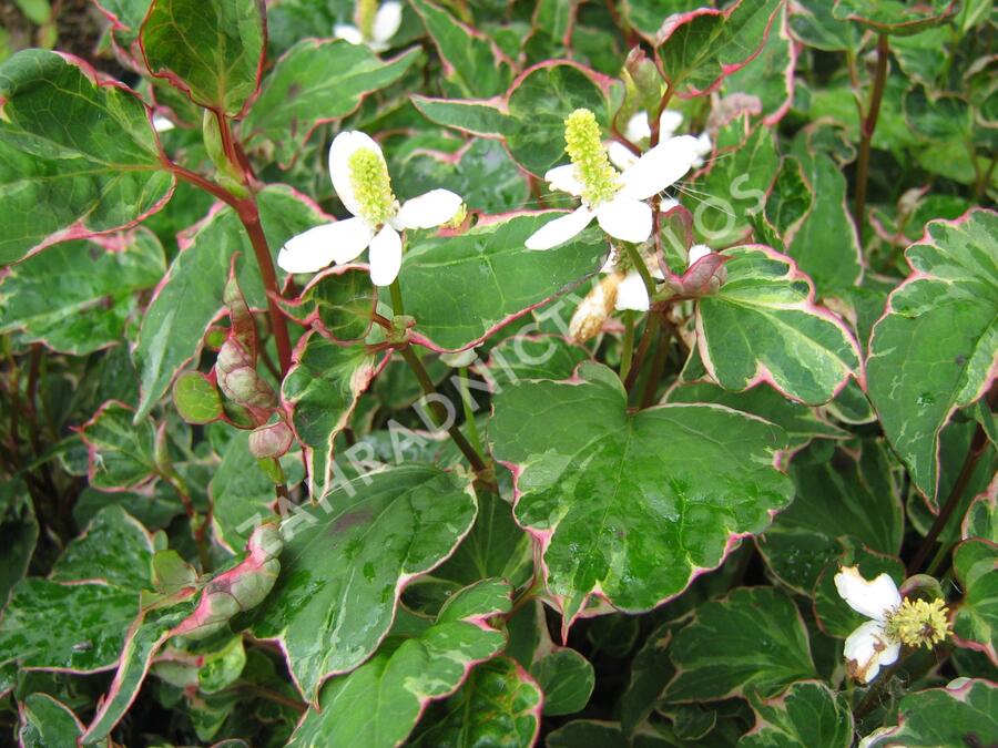 Touleň srdčitá 'Fantasy' - Houttuynia cordata 'Fantasy'