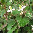 Touleň srdčitá 'Fantasy' - Houttuynia cordata 'Fantasy'