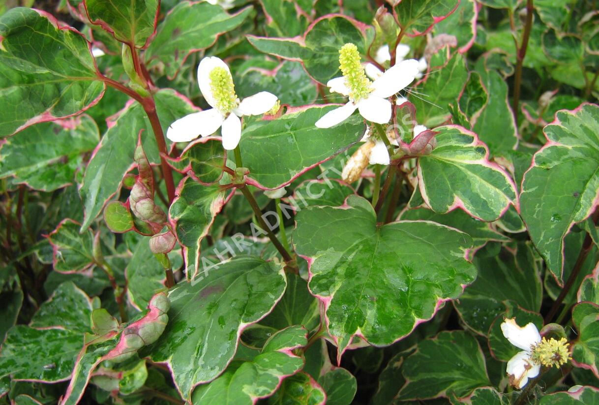 Touleň srdčitá 'Fantasy' - Houttuynia cordata 'Fantasy'