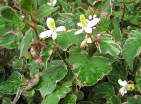 Touleň srdčitá 'Fantasy' - Houttuynia cordata 'Fantasy'