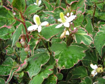 Touleň srdčitá 'Fantasy'