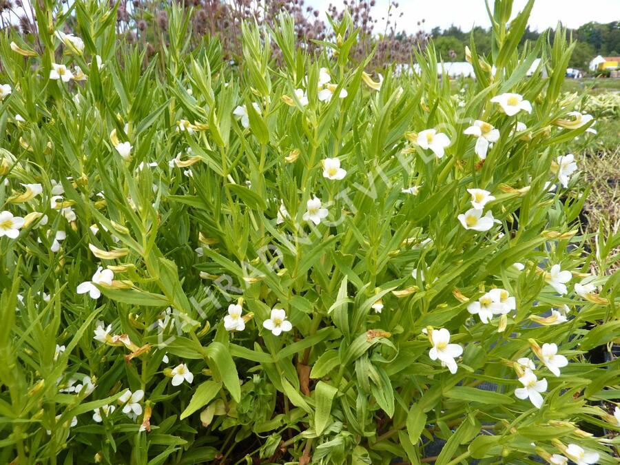 Konitrud lékařský - Gratiola officinalis