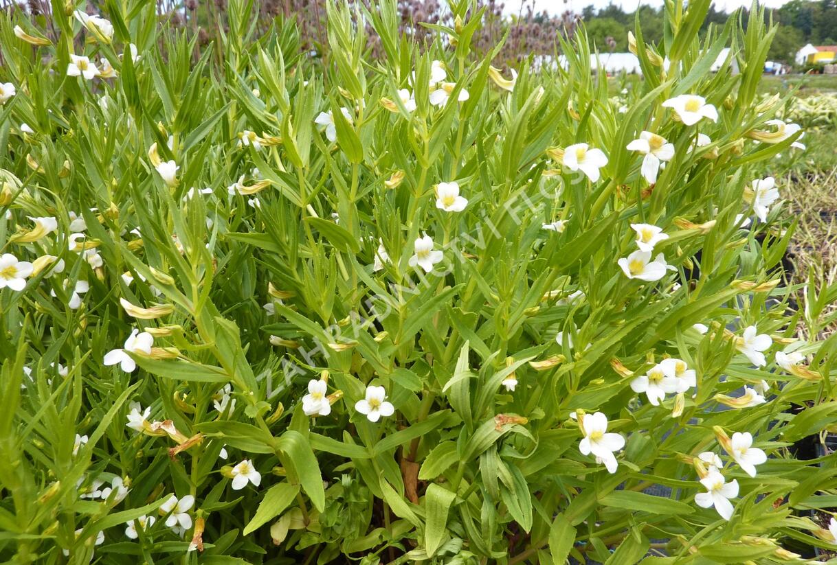Konitrud lékařský - Gratiola officinalis