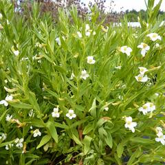 Konitrud lékařský - Gratiola officinalis