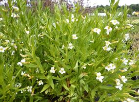 Konitrud lékařský - Gratiola officinalis