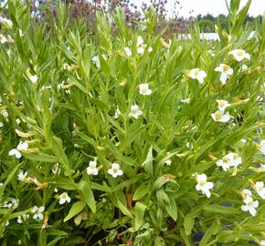 Konitrud lékařský - Gratiola officinalis