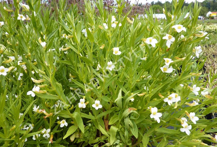 Konitrud lékařský - Gratiola officinalis