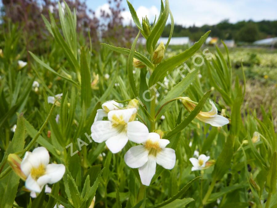 Konitrud lékařský - Gratiola officinalis