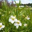 Konitrud lékařský - Gratiola officinalis