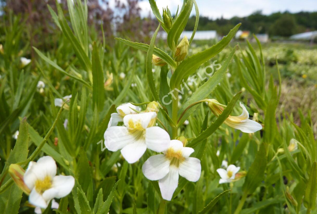 Konitrud lékařský - Gratiola officinalis