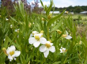 Konitrud lékařský - Gratiola officinalis
