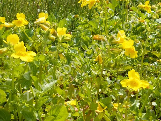 Kejklířka skvrnitá - Mimulus guttatus