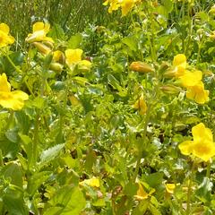 Kejklířka skvrnitá - Mimulus guttatus